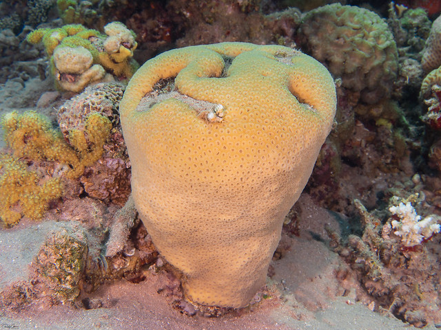 Knob Coral - Goniastrea stelligera