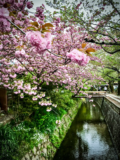 Cherry blossoms, Philosophers' Walk
