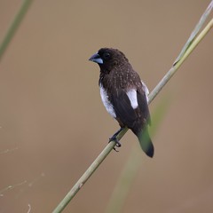Bird in a paddy field