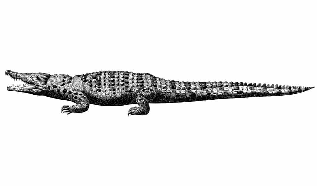 un-crocodile-de-6-mètres-vivait-en-Chine-à-âge-de-bronze