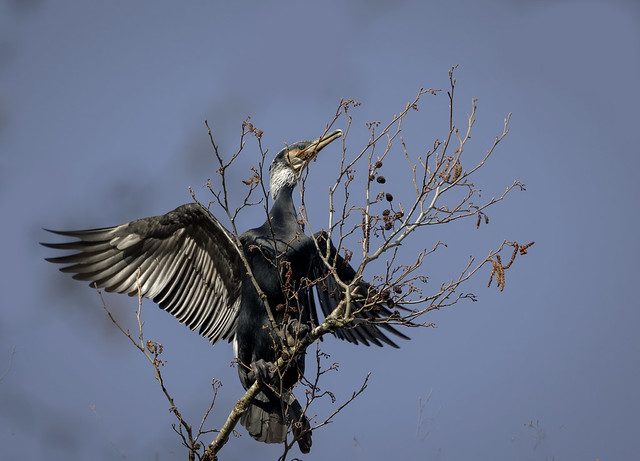 Cormorant-nest-building