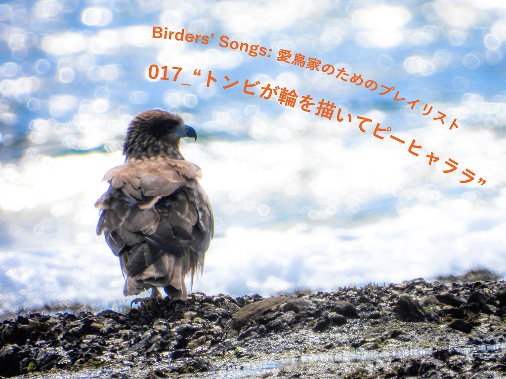 Birders-Songs-017