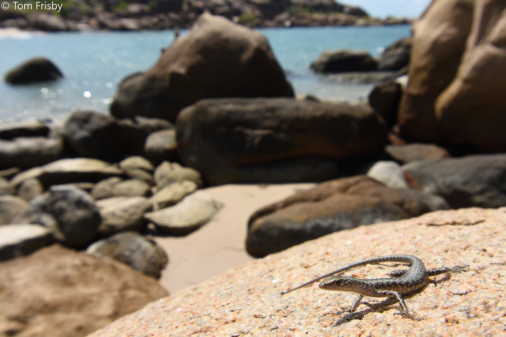Cryptoblepharus litoralis (Coastal Snake-eyed Skink) | Flickr