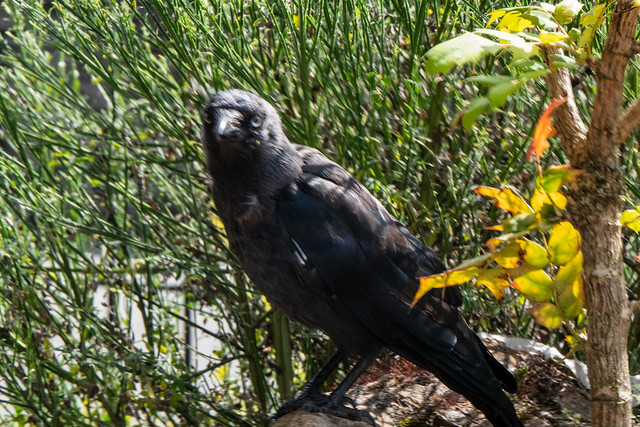 Carrion Crow [1]
