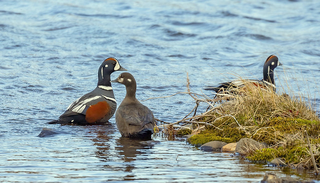 Harlequin ducks / Straumendur (Histrionicus histrionicus)