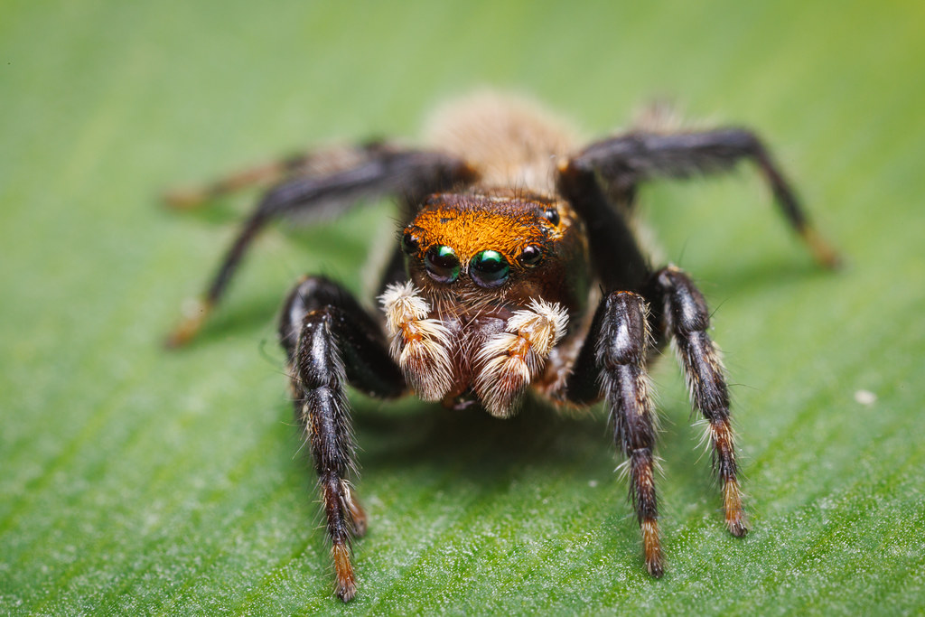 Jumping Spider | Hypoblemum male