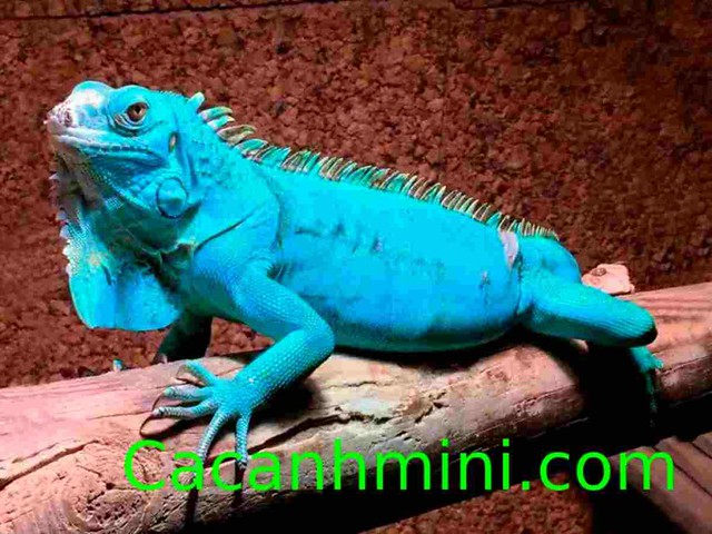 Kỹ thuật nuôi Rồng Nam Mỹ Xanh Dương Blue Iguana