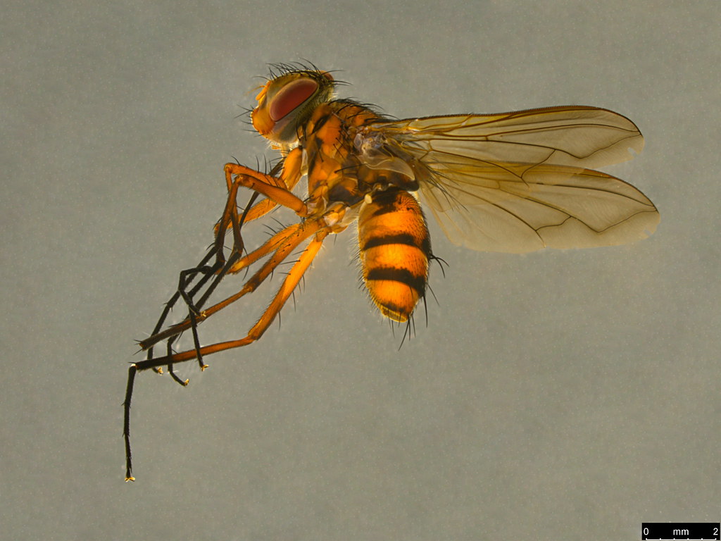 3a - Tachinidae sp.