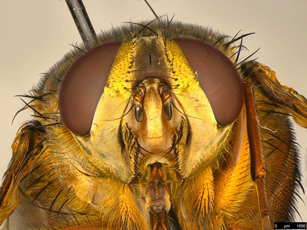 4c - Tachinidae sp.