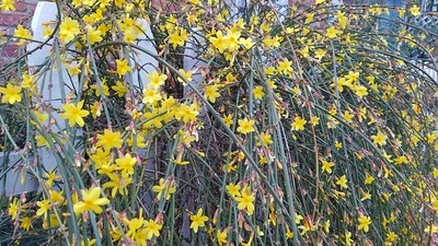 Winter-Blooming Jasmine