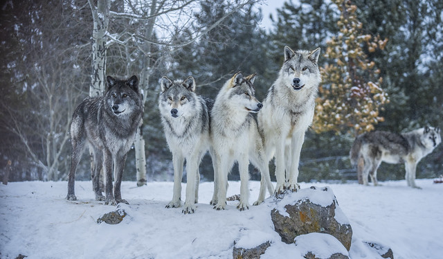 Wolfpack! Beautiful Gray Wolves! West Yellowstone Wolves Montana Winter Wolfpack Sony A1 ILCE-1 Fine Art Wolf Apex Predator Photography! Canis Lupus Sony Alpha 1 & Sony FE Telephoto Zoom 70-200mm f/2.8 GM OSS E-Mount Lens SEL70200G Yellowstone McGucken