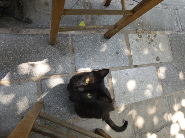 petit chat noir quémandeur