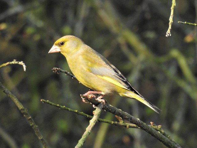 Greenfinch at Martin Mere Nature Reserve, Lancashire, England