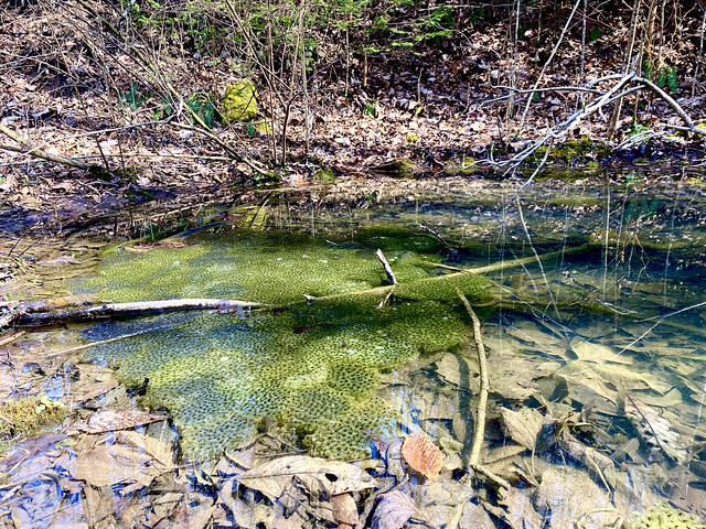 A small pool of water in a forest blanketed with leaves, with eggs floating on the surface