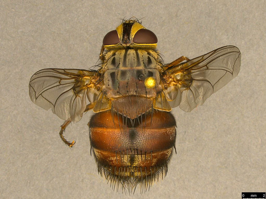 4a - Tachinidae sp.
