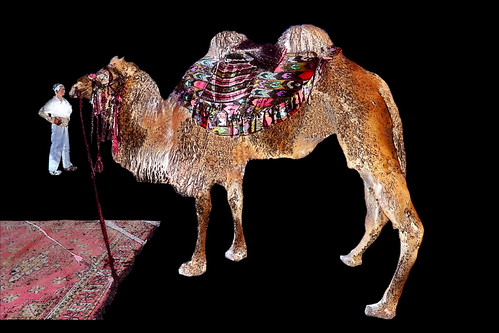China - Kashgar - Camel - 82bb by Manfred Sommer - 427 Million Views, A camel is an even-toed ungulate within the genus Camelus, bearing distinctive fatty deposits known 