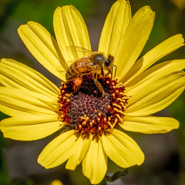 Honey Bee on Bush Sunflower