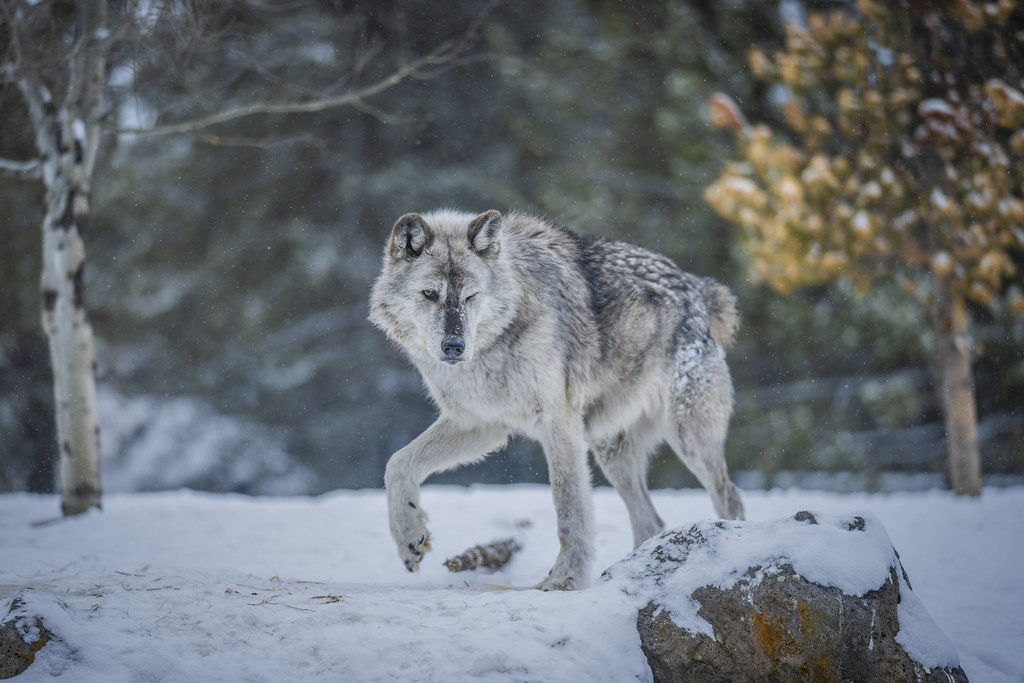 Beautiful Gray Wolves! West Yellowstone Wolves Montana Win… | Flickr