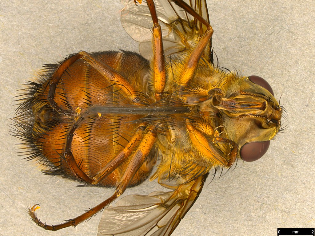 4d - Tachinidae sp.