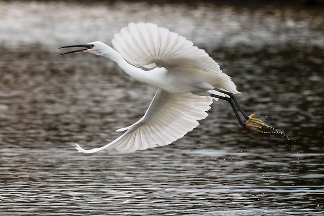 Little Egret Taking Flight