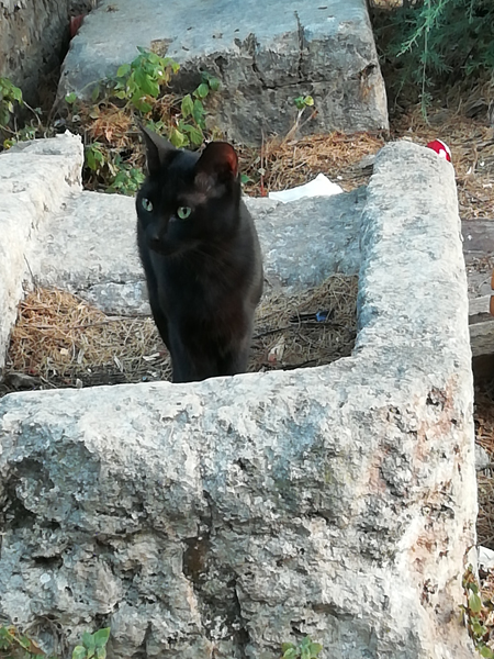 petit chat noir