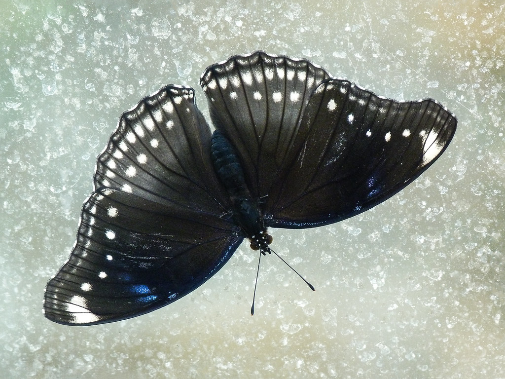 20 Tropical butterfly   Anne Elliott   Flickr