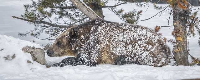 West Yellowstone Grizzly Bear Winter Snow Sony A1 ILCE-1 Fine Art Grizzly Bear Photography!  Sony Alpha 1 & Sony FE 200–600 mm F5.6–6.3 G OSS Emount Zoom Lens SEL200600G West Yellowstone Montana! Elliot McGucken Fine Art Wildlife Photography Sony Alpha1 !