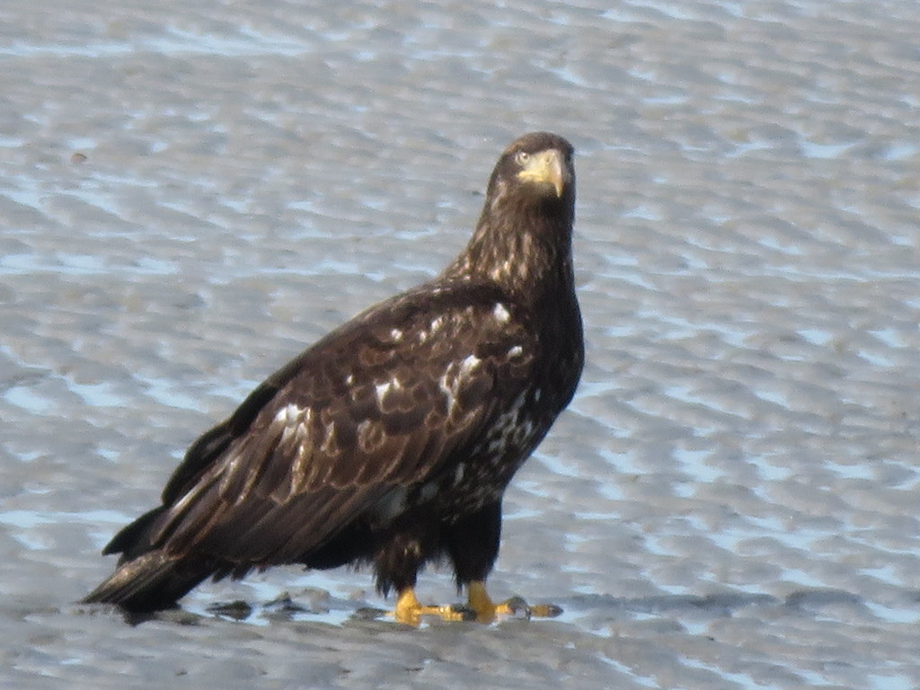 Juvenile Eagle