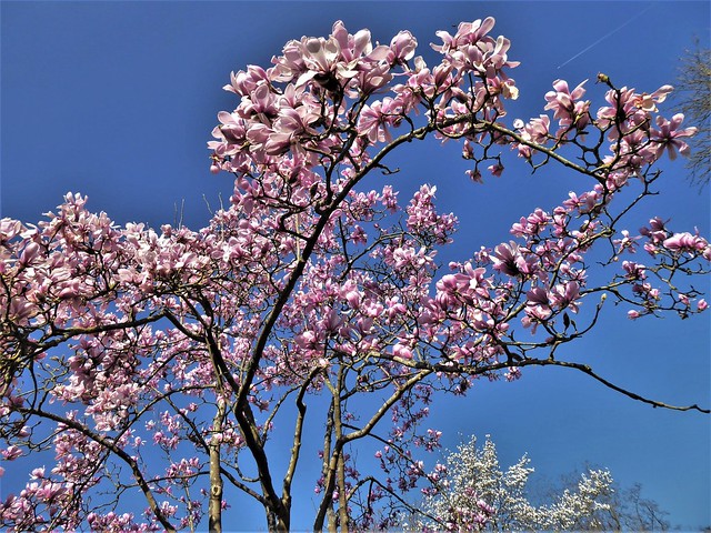 Magnolia, Kew Gardens, London