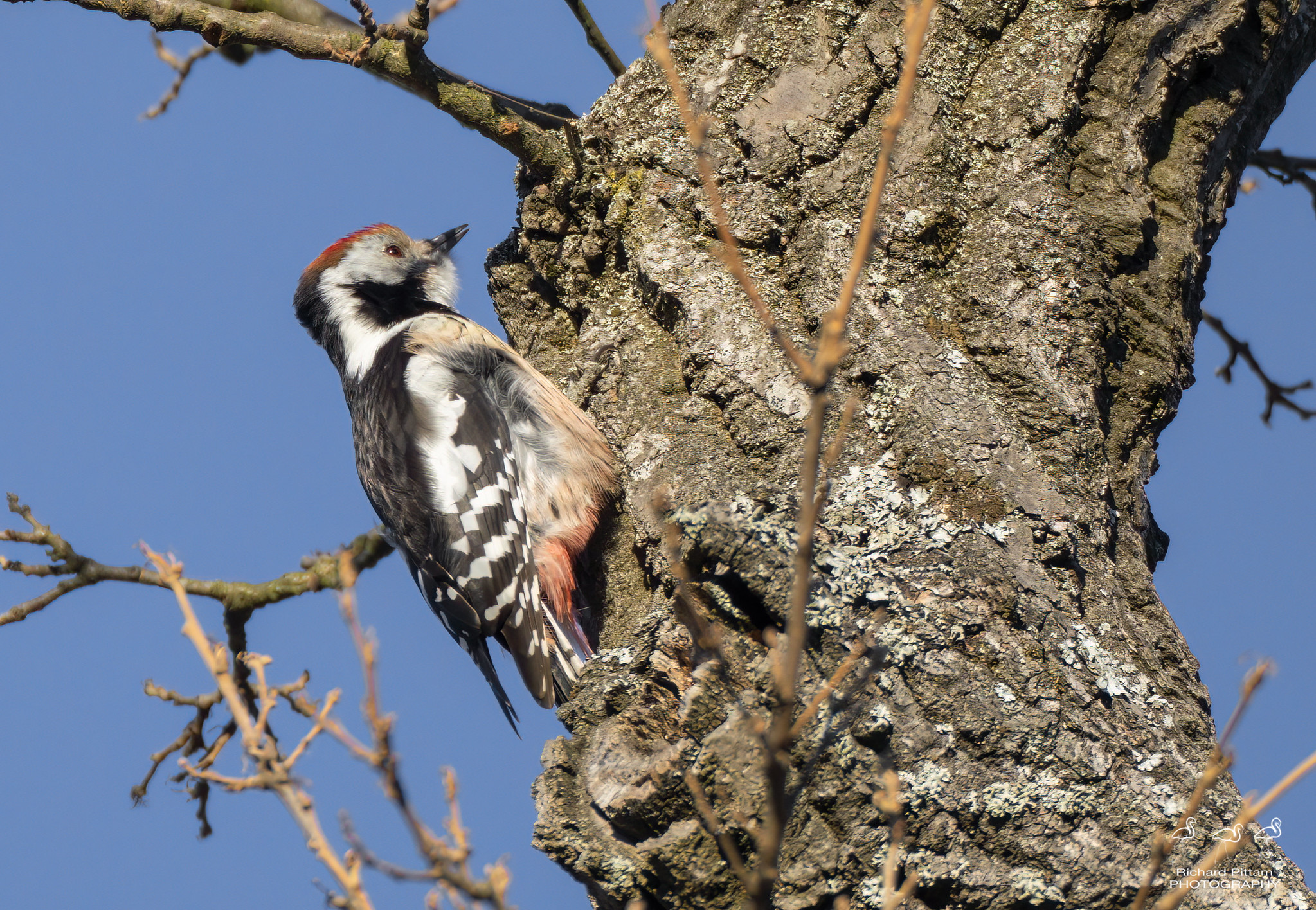 Middle-spotted Woodpecker