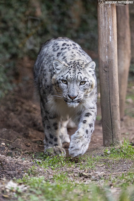 Snow Leopardess - Zoo Amneville - France