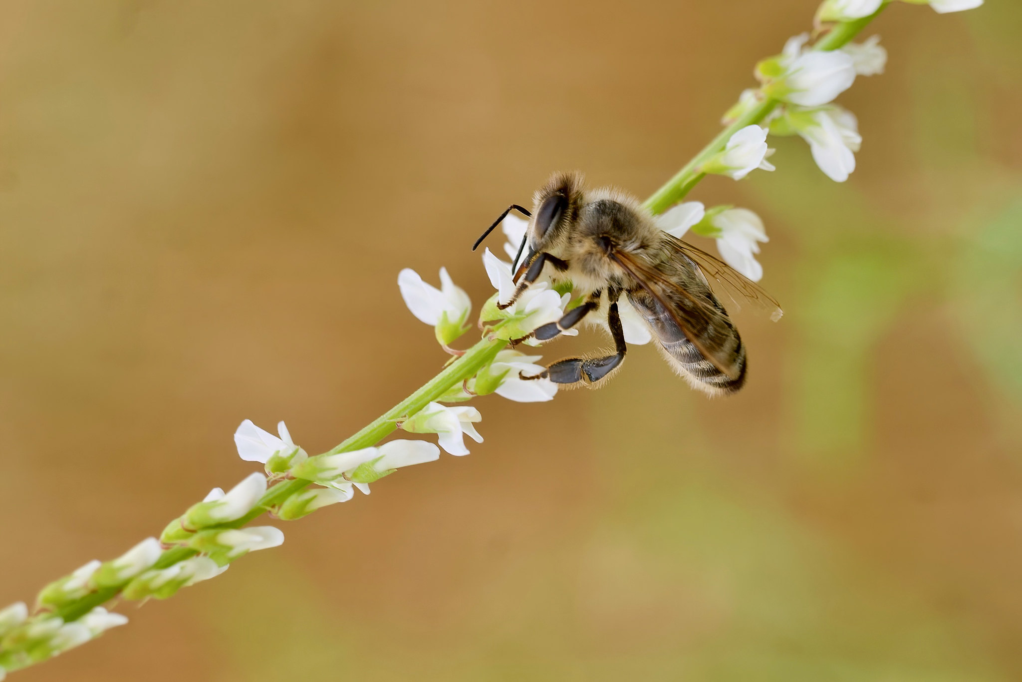 Bee (Apiformes) on Melilotus albus – Rechtmehring, Upper Bavaria, Germany