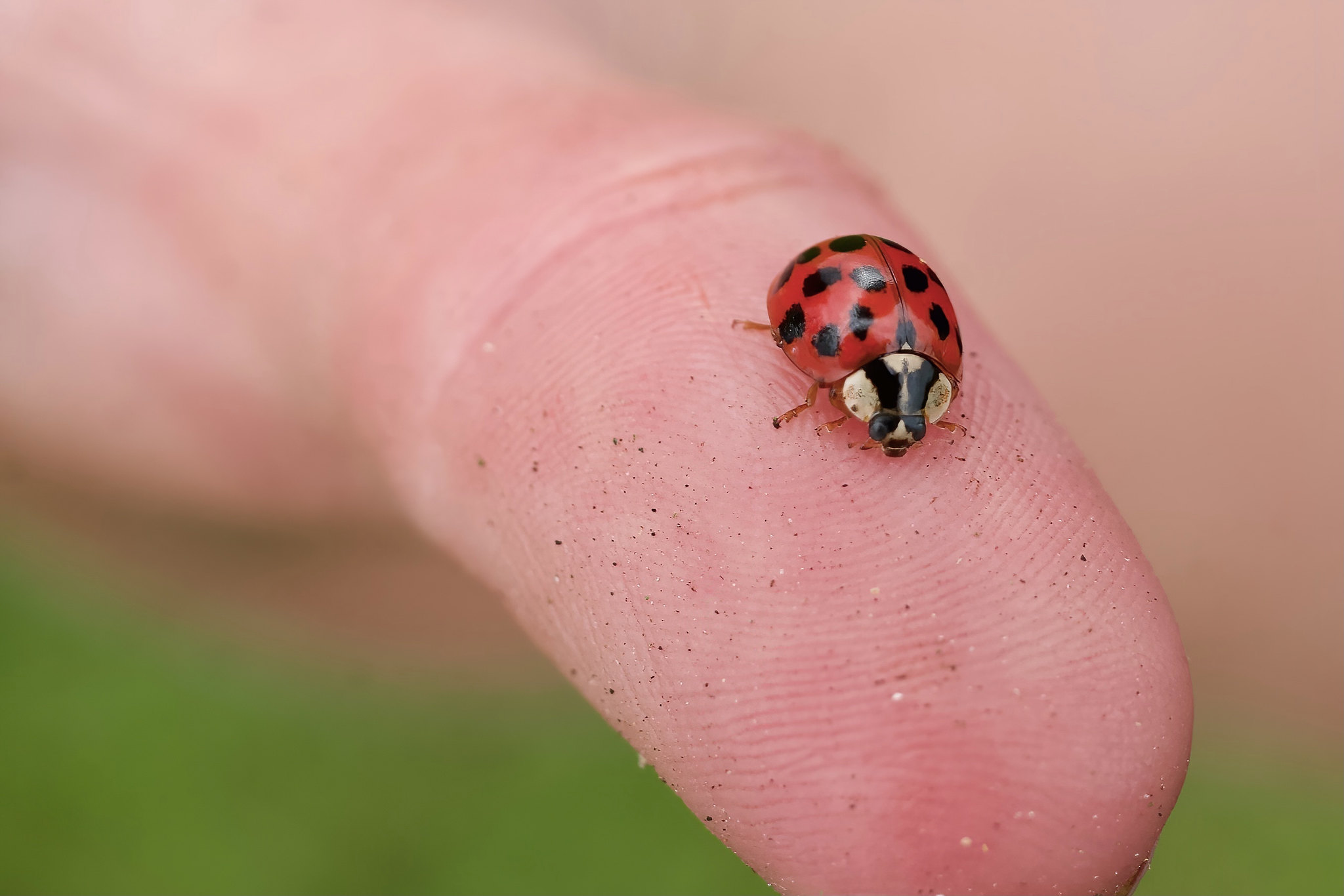 Lady beetle (Coccinellidae) – Rechtmehring, Upper Bavaria, Germany