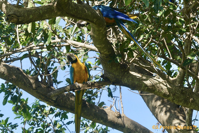 2 lovely macaws in Sitio São Rosalvo, 2 araras-canindé em Lavínia, SP, Brazil