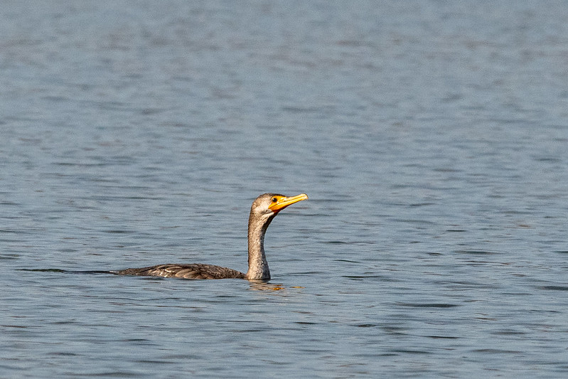 double-crested-cormorant-6115