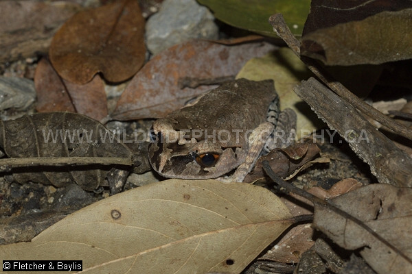 67496 Spotted Litter Frog (Leptobrachium hendricksoni) at night in Perlis State Park, Malaysia. IUCN=Least Concern.