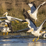 _GTL1586-CR3_DxO_DeepPRIME American White Pelicans, taking off