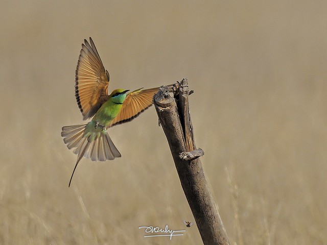 Green Bee-eaters are back, sure sign that Summer is here in north. EM1X 300f4 1/3200, f4, -0.3ev, ISO200 27 February, 2022 Taal Chhappar, Churu, Rajasthan