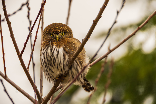 Pygmy Owl.