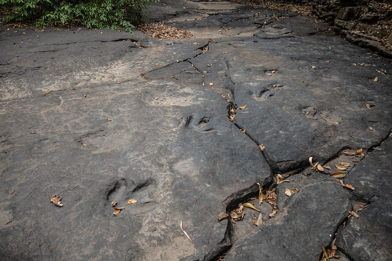 Phu Faek Forest Park - วนอุทยานภูแฝก Dinosaur Tracks 12e