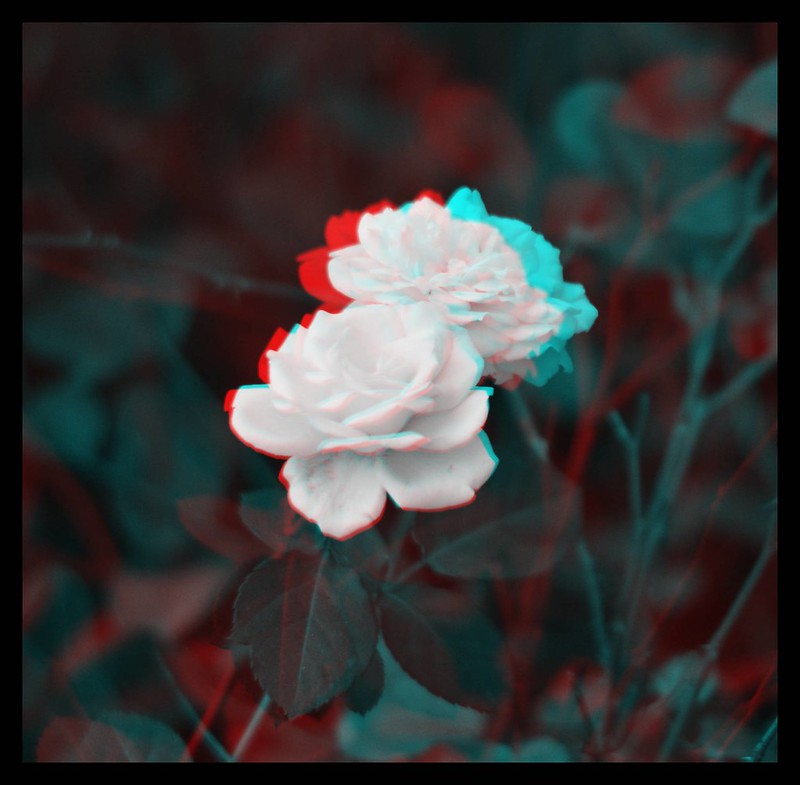roses-A
