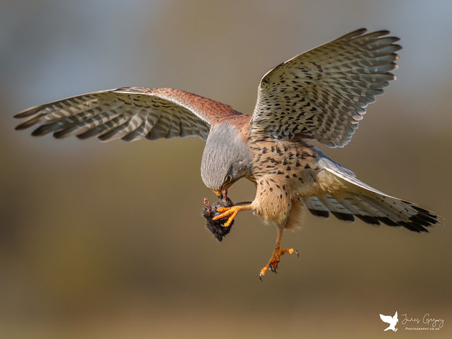 Male Kestrel having a nibble at his part eaten mouse in mid flight...clever bird! (Yorkshire, Uk)