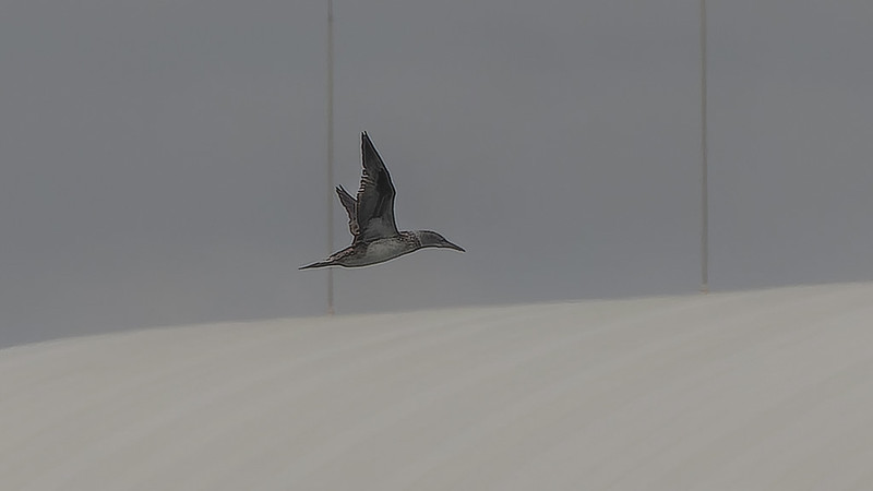 Northern Gannet flying