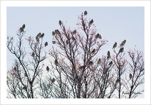 Jaseurs d'Amérique / Cedar Waxwing birds