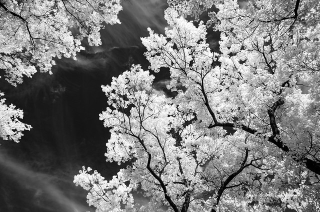 infrared black and white trees