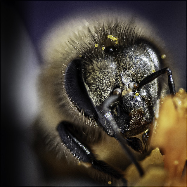 Bienenkopf Makro