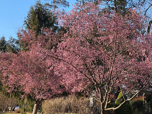 neighbor's Cherry trees