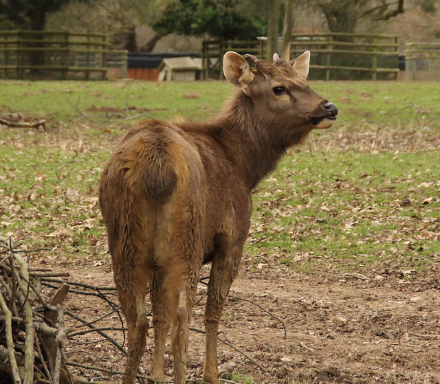 Howlett's Wild Animal Park / Bekesbourne, Kent / 11-Mar 2022