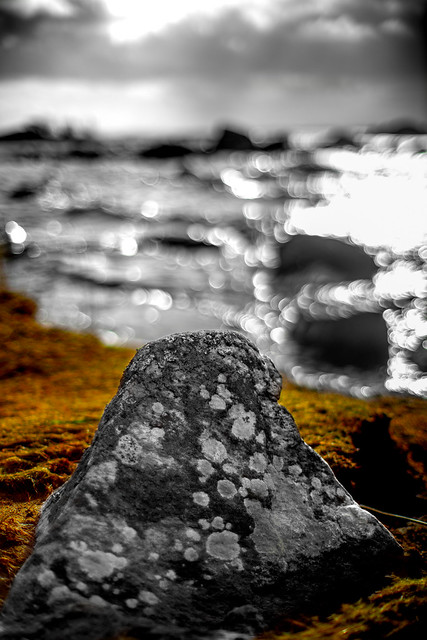 Into the light - lichen on rock