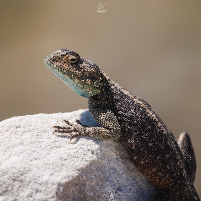 Southern rock Agama